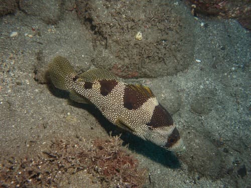 Multispotted Soapfish