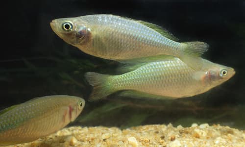 Murray River Rainbowfish