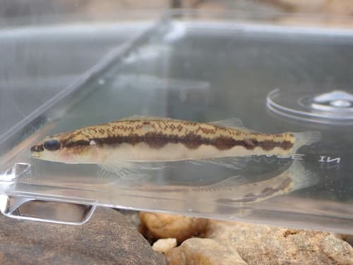 Muscadine Darter