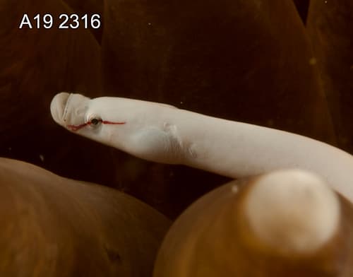 Mushroom-coral Pipefish