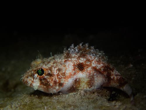 Mushroom Scorpionfish