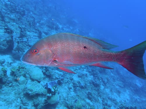 Mutton Snapper