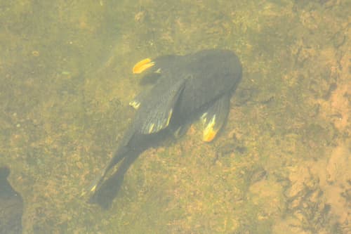 Myers' Pleco