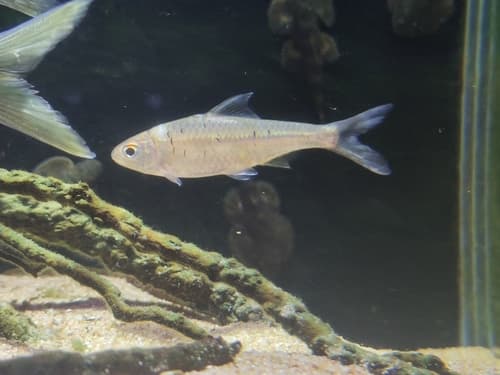 Siamese Barb