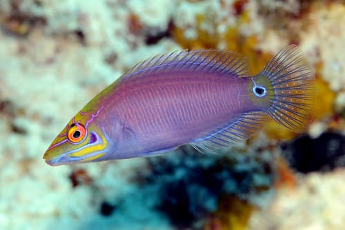 Mystery Wrasse