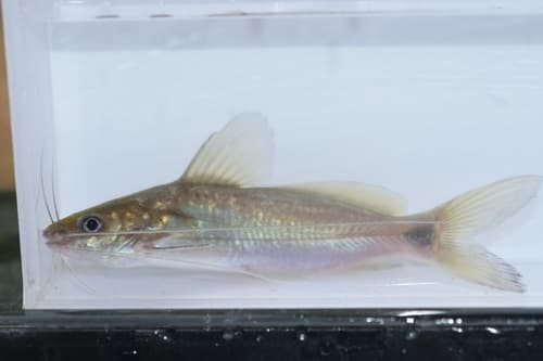 Copper Mystus Catfish