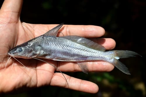 Singaringan Catfish