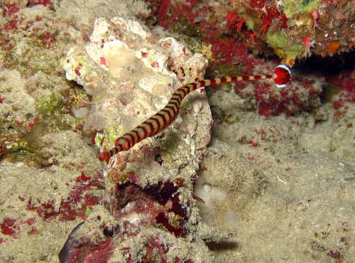 Naia Pipefish