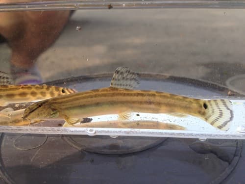 Nakdong Spined Loach