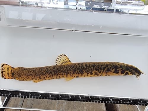 Nakdong White Nose Loach