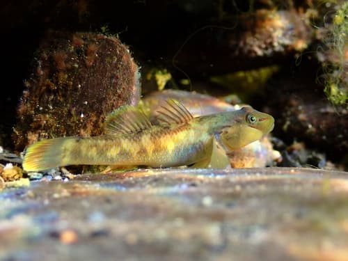 Nantaiensis Goby