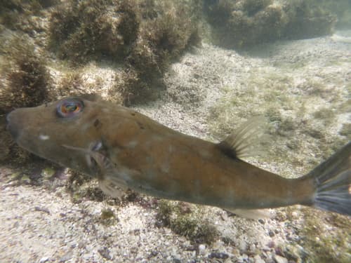Narrow-headed Puffer