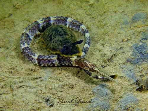 Narrow-snouted Pipefish