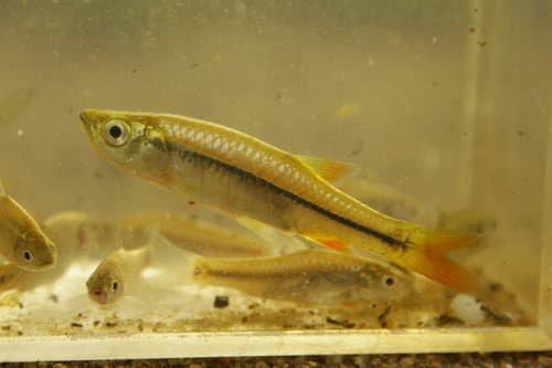 Narrow-striped Rasbora