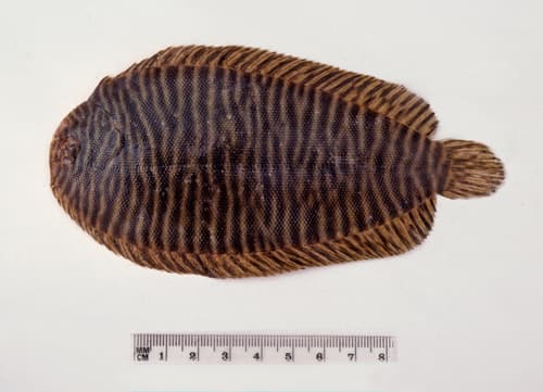 Narrowbanded Sole