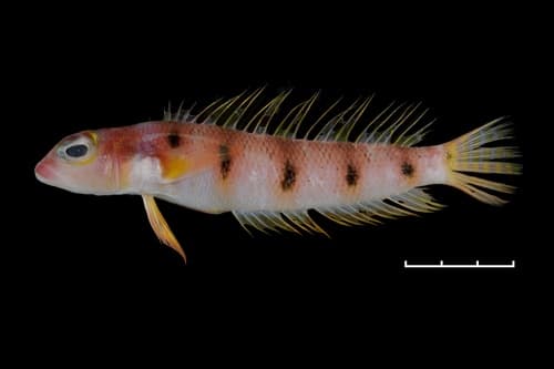 Narrowbarred Grubfish