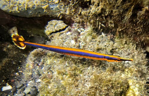 Narrowstripe Pipefish