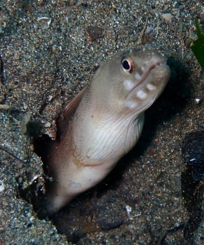 Narrowtail Moray