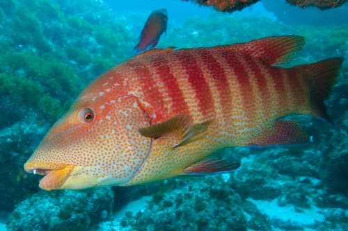 Natal Wrasse