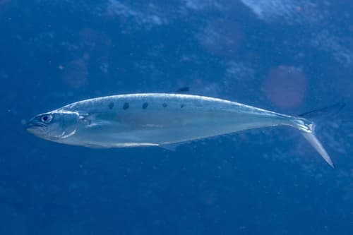 Needleskin Queenfish