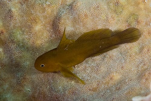 Needlespine Coralgoby
