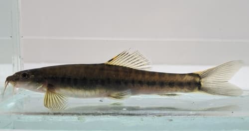 Golden-lipped Loach