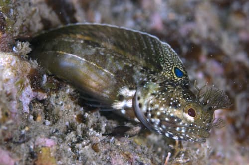 Chihiro's Pikeblenny