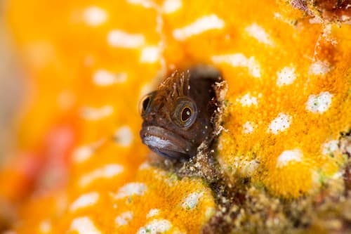 Naked Pikeblenny