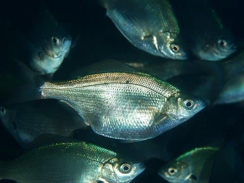 Ransonnet's Surfperch