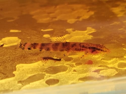 Johor Hillstream Loach