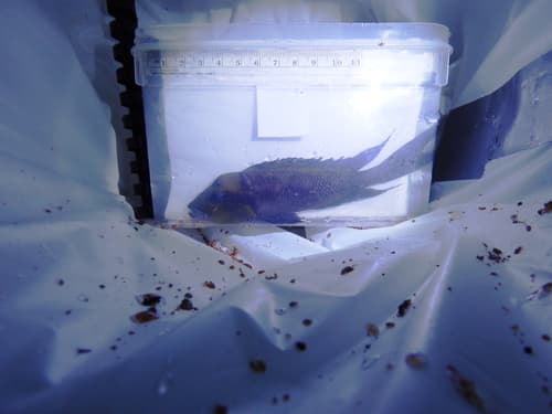 Forktail Lamprologus