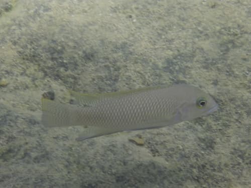 Modest Lamprologus