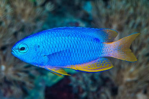 Neon Damselfish