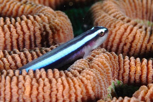 Neon Goby