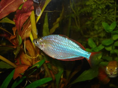 Neon Rainbowfish