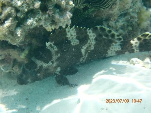 Netfin Grouper