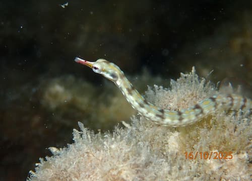 Network Pipefish