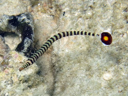 New Caledonian Pipefish