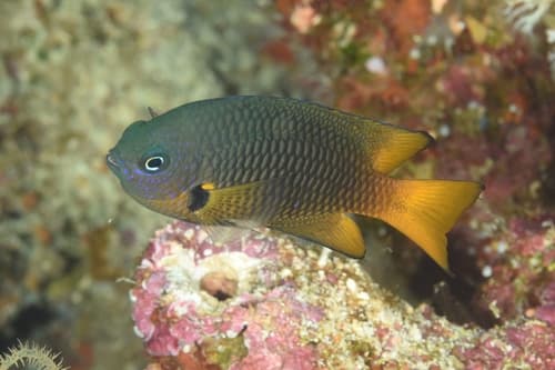 New Guinea Damselfish