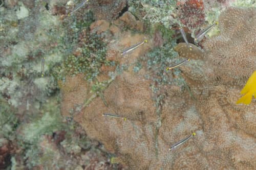 New Guinea Mini Dartgoby