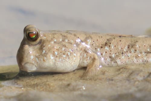 New Guinea Mudskipper