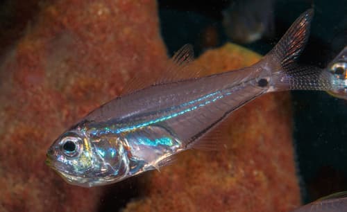 New Moon Cardinalfish