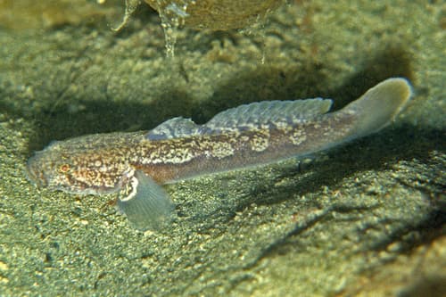 New Zealand Black Goby