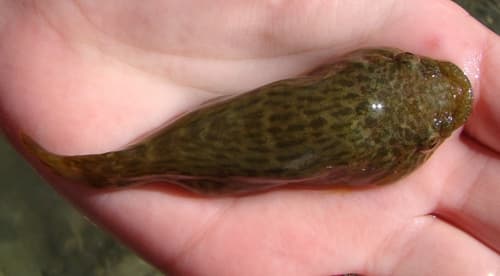 New Zealand Lumpfish