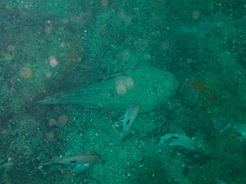 New Zealand Monkfish