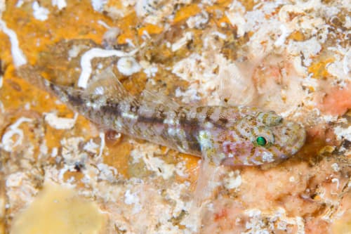 New Zealand Pygmy Sleeper