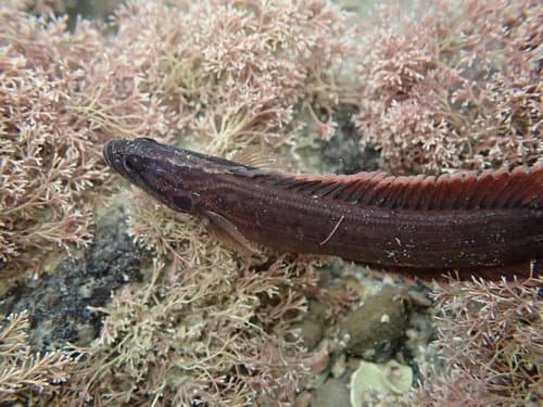 New Zealand Rockfish