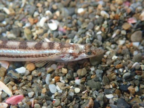 New Zealand Sand Diver