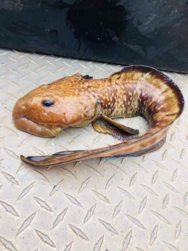 Newfoundland Eelpout