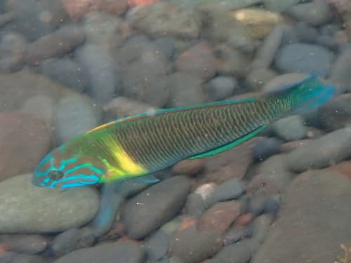 Newton's Wrasse